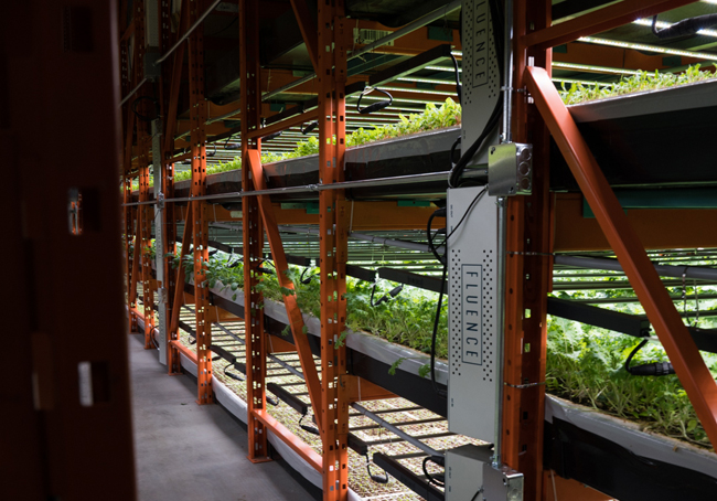 Racks of produce growing in the warehouse. Photo courtesy Deepwater Farms