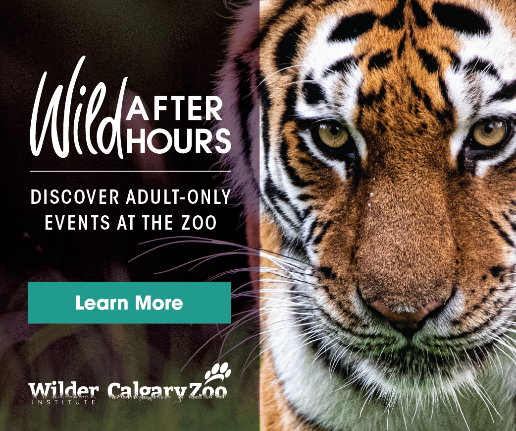 Embracing the Vibrancy of Calgary: A Journey through the University District Embracing the Vibrancy of Calgary: A Journey through the University District - Where Rockies